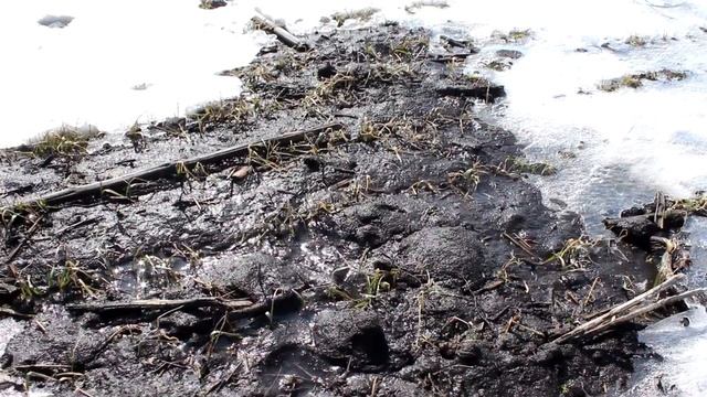 Подкормка озимой пшеницы по снегу. Чі є розумная цьому альтернатіва?