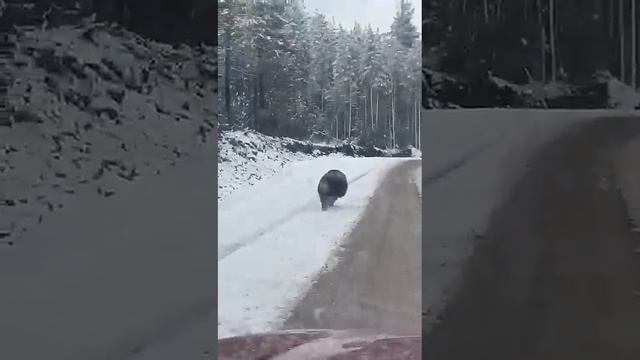 Мишка ещё не лёг смотреть онлайн