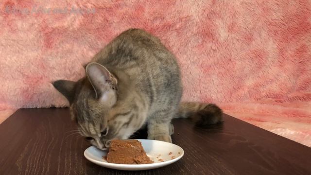 МУКБАНГ Котёнок ест паштет KITTEN MUKBANG ASMR смотреть онлайн