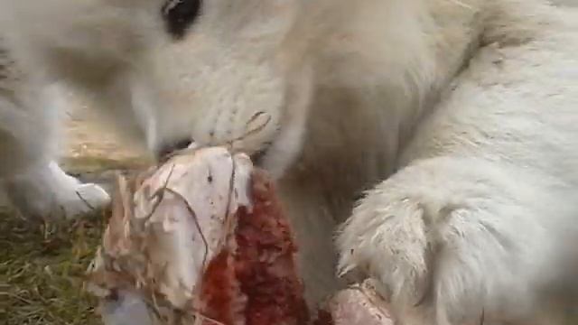 Грызём косточку (chewing a bone)