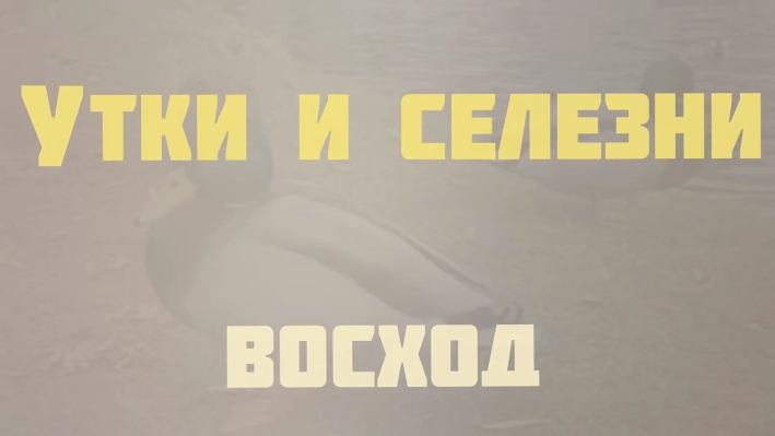 Утки и Селезни смотреть онлайн