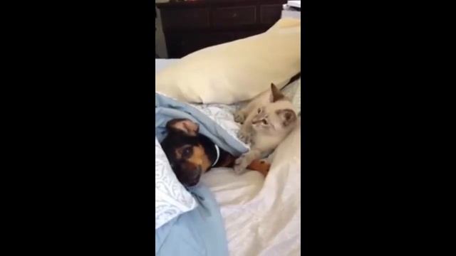 Котенок гопник достает собаку смотреть онлайн