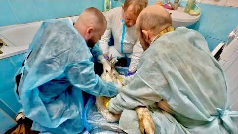 Вы только посмотрите сколько сил нужно Олегу Зубкову, Владу и доктору Василию чтобы СПАСТИ ЛЕБЕДЯ!!! смотреть онлайн