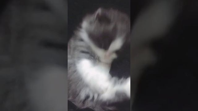 [samsung theme- video wallpaper] Cute Cat смотреть онлайн