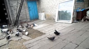 голуби Донбасса весна