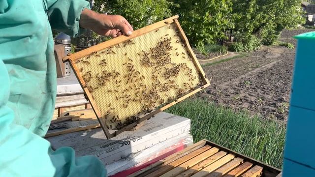 Быстрая отстройка вощины пчёлами. Результат установки вощины пчелам спустя 2 дня смотреть онлайн
