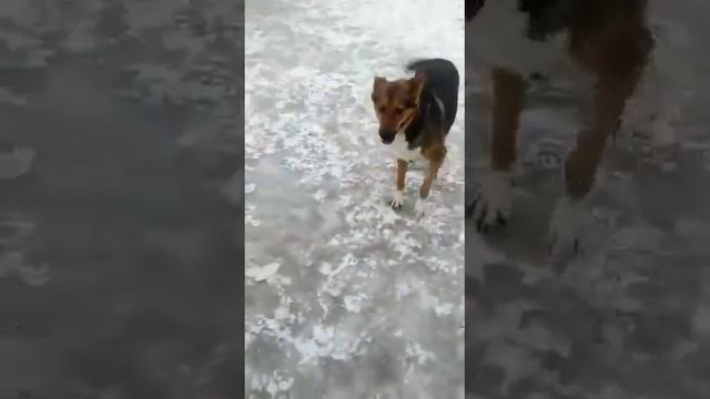 Symiko.ru | Собака Айза ищет дом. Отдаем бесплатно. Собаки в дар в добрые руки.