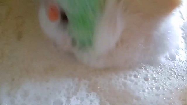 ASMR 🤍/Sponge Squeezing/#dishsoap #cleaning Powder #spongesuds/#моющеесредство #многопены #губки