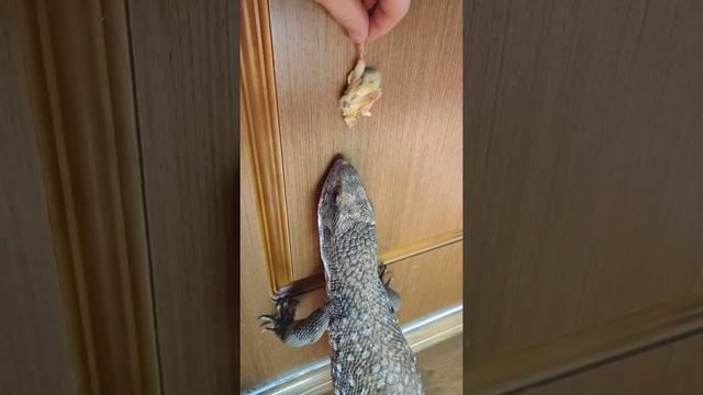 Когда хозяин дразнилка смотреть онлайн