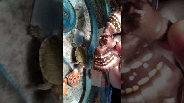 Охота красноухой черепашки на птичку)) смотреть онлайн