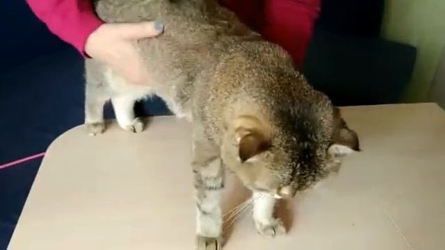 Видео для выставки. Кошка Вейси (номер 69). смотреть онлайн