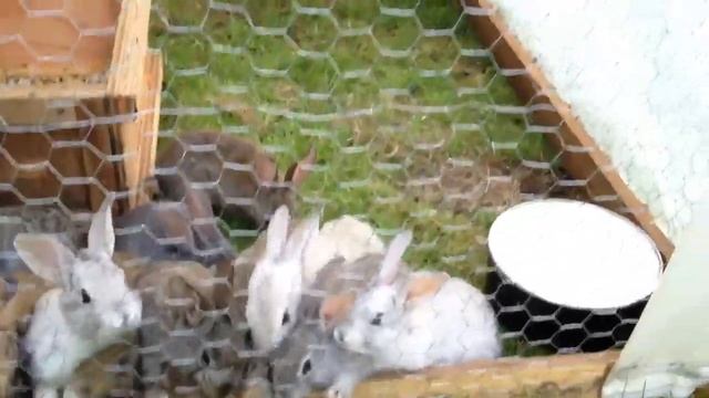 Cute baby bunnies. Интересные крольчата смотреть онлайн