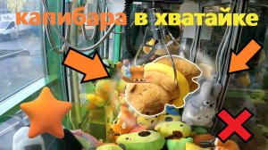 КАПИБАРА в ХВАТАЙКЕ!!! Пробую ВЫИГРАТЬ КАПИБАРУ в первом автомате-хватайке любимого владельца!