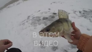 Берш зимой. Тактика ловли.