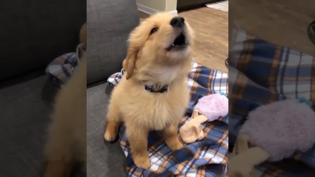 Cute golden retriever puppy howling #goldenretriever #goldenretrieverpuppy #puppyhowling смотреть онлайн