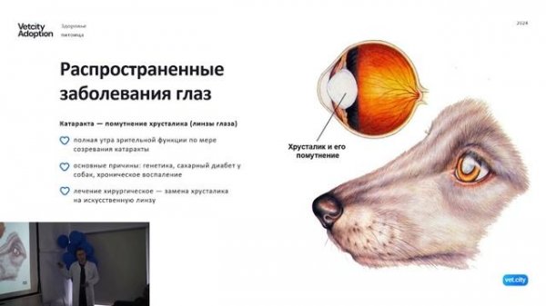 Здоровое зрение. Лекция от Adoption VetCity. Ветеринарный врач-офтальмолог Миронович Артем.