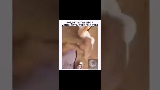 #shorts#, смех, ржач, юмор, настроение, приколы.mp4 смотреть онлайн