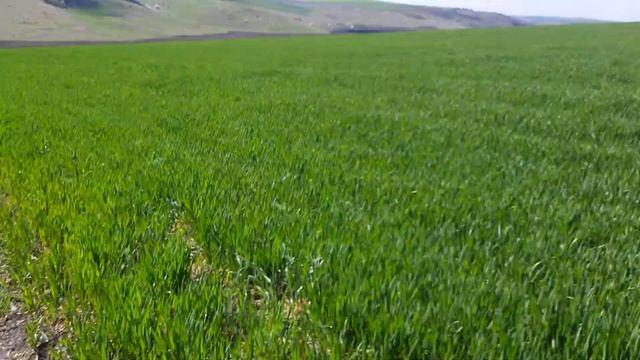 Посевная кукурудзы 2021.Обзор Пшеницы. смотреть онлайн