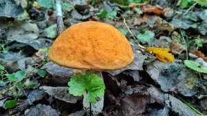 ГРИБНОЕ СЧАСТЬЕ!!  Нашел еще один ГРИБНОЙ ЛЕС. Сбор грибов 2023