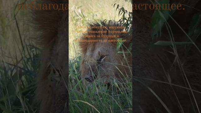 Правда смотреть онлайн
