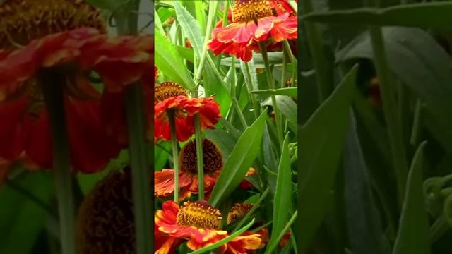 Гелениум ведь значит - солнечный. Дмитрий Шлапак смотреть онлайн