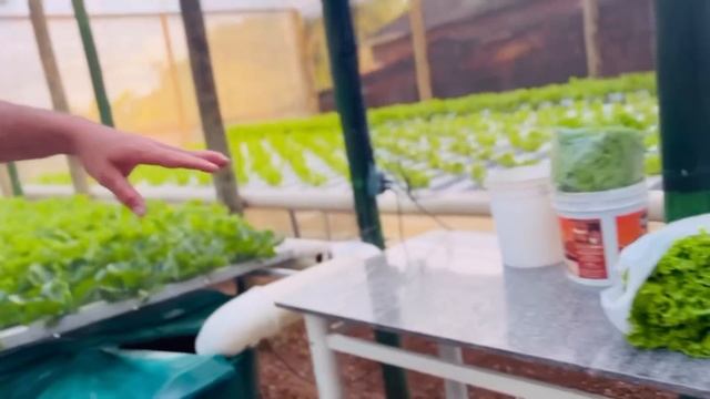 EM PEQUENO ESPAÇO ELELES PRODUZEM MUITO - @hortadobizzi смотреть онлайн
