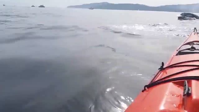 НЕВЕРОЯТНЫЕ ПРЫЖКИ КИТОВ. Гигантский кит выпрыгнул из воды прямо перед лодкой.