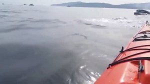 НЕВЕРОЯТНЫЕ ПРЫЖКИ КИТОВ. Гигантский кит выпрыгнул из воды прямо перед лодкой.