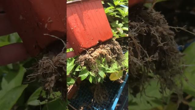 Плюсы и минусы опилок для черенков п9 🪴мет.гортензии 🌸 смотреть онлайн