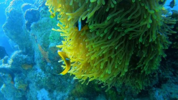 Clown Fish & Sea Anemone