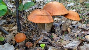 ГРИБНОЕ НАШЕСТВИЕ в НОЯБРЕ!!! ГРИБЫ ПОД КАЖДЫМ ДЕРЕВОМ!! Сбор грибов 2022