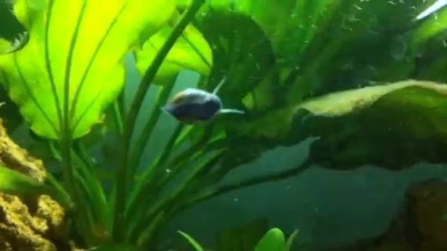 Аквариум смотреть онлайн