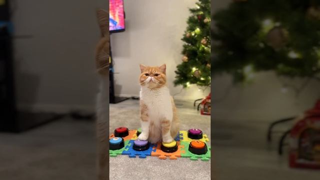 Котик разговаривает с хозяйкой с помощью кнопок. смотреть онлайн