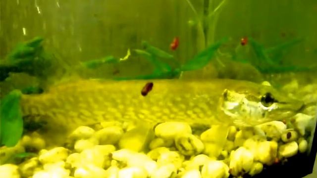 Как щука охотится в аквариуме и пожирает добычу смотреть онлайн