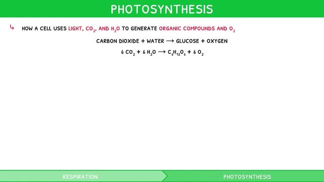 IB Biology Topic 2.8 & 2.9: Respiration & Photosynthesis смотреть онлайн