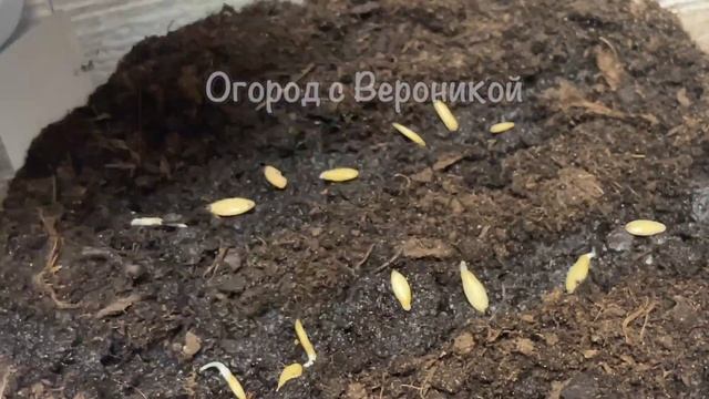 Теперь сею огурцы только таким способом, рассада всегда низкая, с мощной корневой, уникальный мето смотреть онлайн