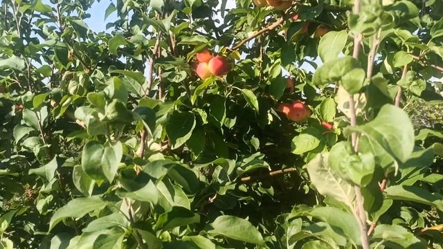 Мельба Урожайная. Сад Тоторова.