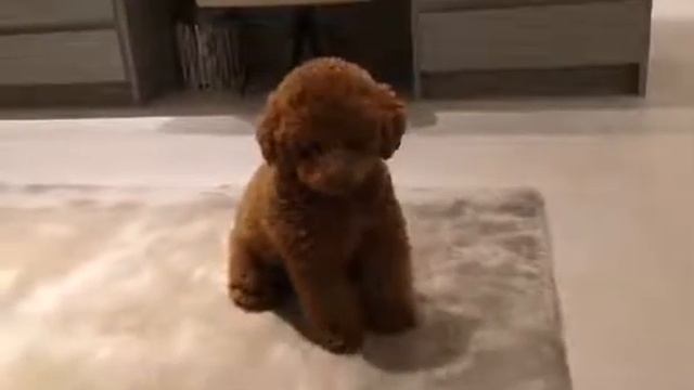 Play dogy :) смотреть онлайн