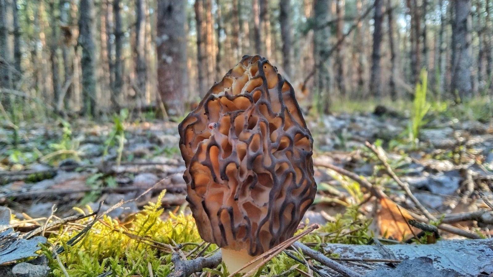 НАКОНЕЦ-ТО ОНИ ПОШЛИ!! Первые весенние грибы!!Сбор грибов сморчков смотреть онлайн