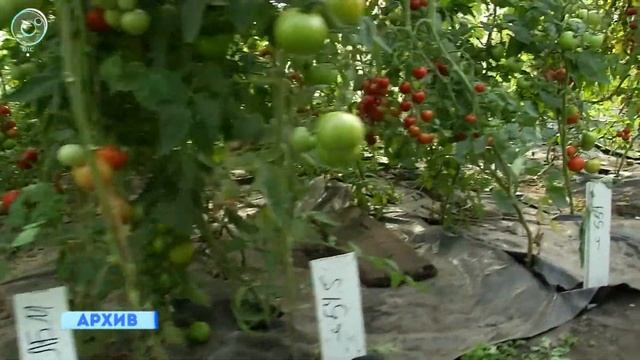 Новосибирские генетики ждут экспертной оценки новых сортов овощных культур смотреть онлайн