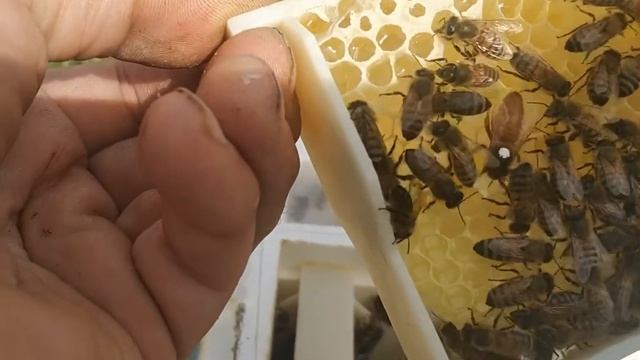 Отбор плодных маток Бакфаст из нуклеусов Пеноулика смотреть онлайн