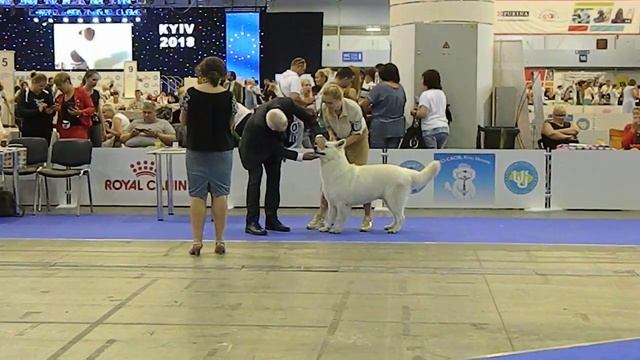 25.08.2018 г. Киев FCI - CACIB Чемпионат Центральной и Восточной Европы смотреть онлайн