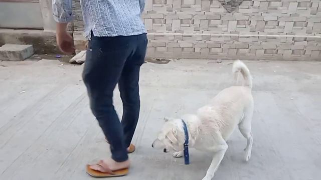 Play with our cute moti, best cute family member #youtube смотреть онлайн