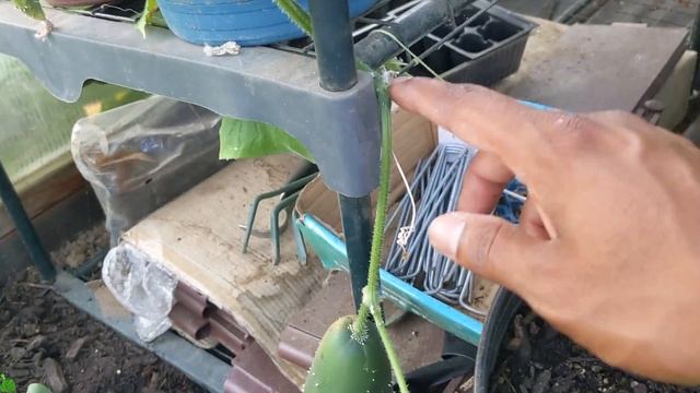 Best tips for Growing Cucumbers in Containers | GreenHouse| 5 Gallon Bucket| смотреть онлайн