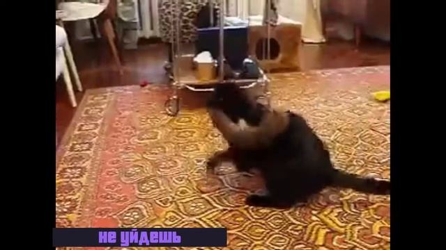 Песня Кот не может быть хорошим смотреть онлайн