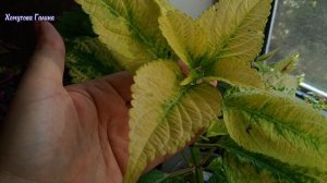 Зимний обзор колеусов. Новинки 25 года. #колеус#цветы#огород