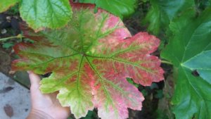 Шикарные растения для тенистого сада