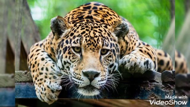 Top 10 Jaguar wallpapers hd смотреть онлайн