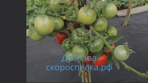 "Дубрава". Семена старого, урожайного сорта томата из СССР. Селекции Алпатьева А.В.