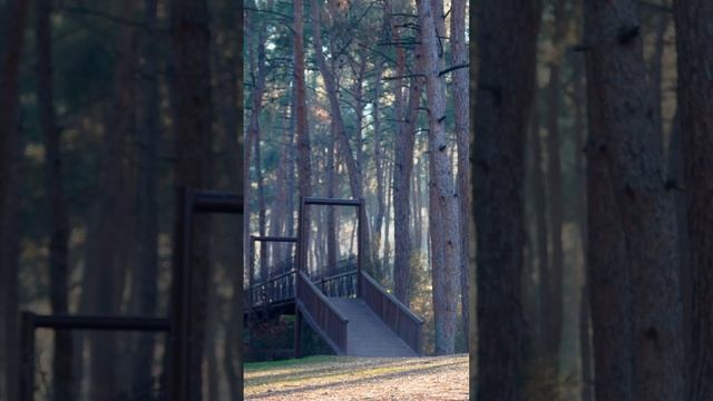 Cats In The Woods #природа #горныйпарк #прогулки